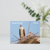Carte postale Ospreys Hawks Birds (Debout devant)