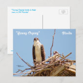 Carte postale Ospreys Hawks Birds (Devant / Derrière)
