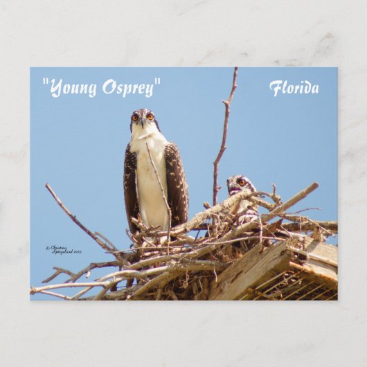 Carte postale Ospreys Hawks Birds (Devant)