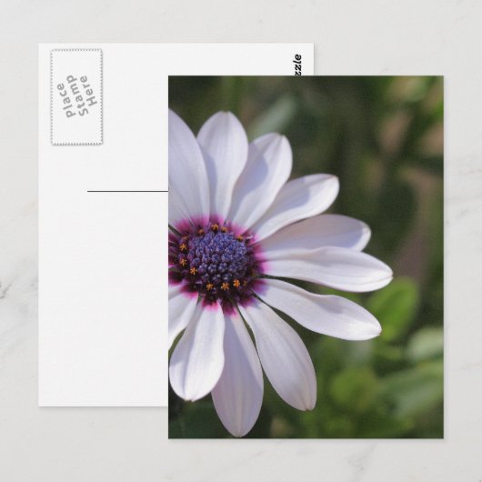 Carte Postale Ostéospermum (Devant / Derrière)