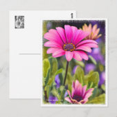 Carte Postale Osteospermum (Devant / Derrière)