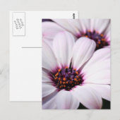 Carte Postale Ostéospermum (Devant / Derrière)