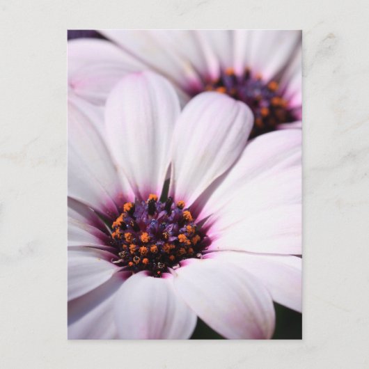 Carte Postale Ostéospermum (Devant)