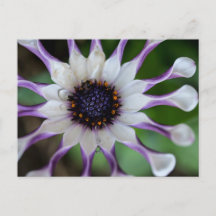 Osteospermum Nasinga blanc