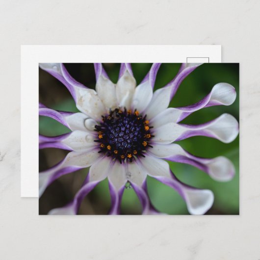 Carte Postale Osteospermum Nasinga blanc (Devant / Derrière)