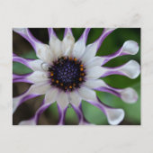 Carte Postale Osteospermum Nasinga blanc (Devant)