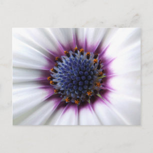 Carte postale Osteospurmum