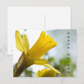 Carte Postale Osterglocke ・ Oster-Postkarte (Devant / Derrière)