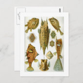 Carte Postale Ostraciontes (Devant / Derrière)