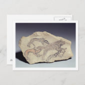 Carte Postale Ostracon depicting a dog chasing a hyena (limeston (Devant / Derrière)