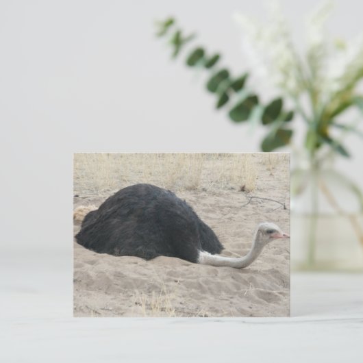 Carte postale Ostrich (Debout devant)