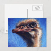 Carte postale Ostrich (Devant / Derrière)