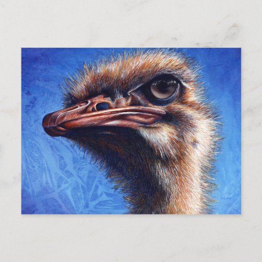 Carte postale Ostrich (Devant)