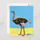 Carte Postale Ostrich (Devant / Derrière)