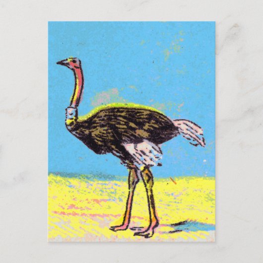 Carte Postale Ostrich (Devant)