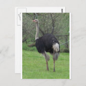 Carte Postale Ostrich (Devant / Derrière)