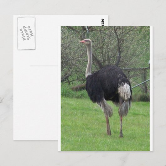 Carte Postale Ostrich (Devant / Derrière)