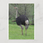 Carte Postale Ostrich (Devant)