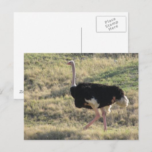 Carte Postale Ostrich (Devant / Derrière)
