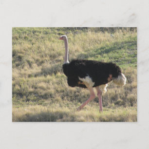 Carte Postale Ostrich