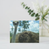 Carte postale Ostrich (Debout devant)