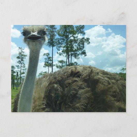 Carte postale Ostrich (Devant)