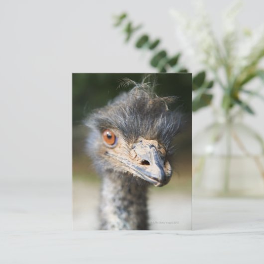 Carte Postale Ostrich (Debout devant)