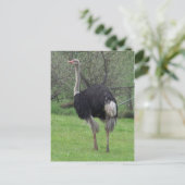 Carte postale Ostrich (Debout devant)