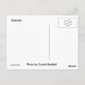 Carte postale Ostrich (Dos)
