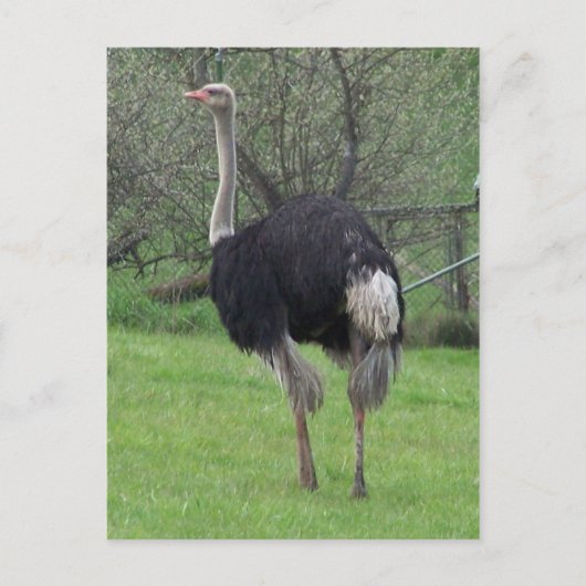 Carte postale Ostrich (Devant)