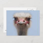 Carte Postale Ostrich (Devant / Derrière)