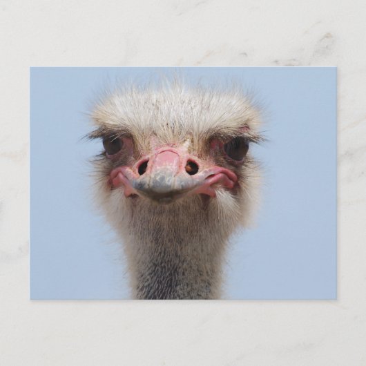 Carte Postale Ostrich (Devant)