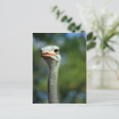 Carte postale Ostrich (Debout devant)