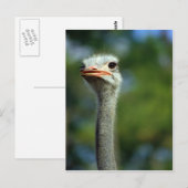 Carte postale Ostrich (Devant / Derrière)
