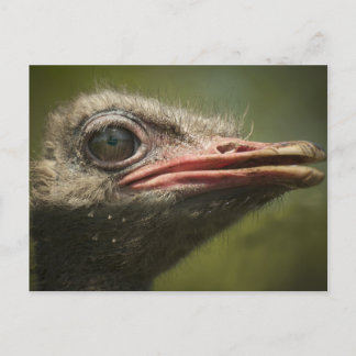 Carte Postale Ostrich Blair Drummond