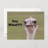 Carte Postale Ostrich Head Dit Ce Drôle Mot (Devant / Derrière)