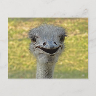 Carte postale Ostrich souriante
