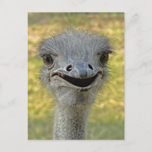 Carte postale Ostrich souriante 2