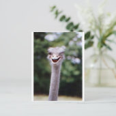 Carte Postale Ostrich Winking - Drôle (Debout devant)