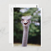 Carte Postale Ostrich Winking - Drôle (Devant / Derrière)