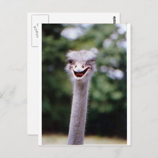 Carte Postale Ostrich Winking - Drôle (Devant / Derrière)