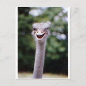 Carte Postale Ostrich Winking - Drôle (Devant)