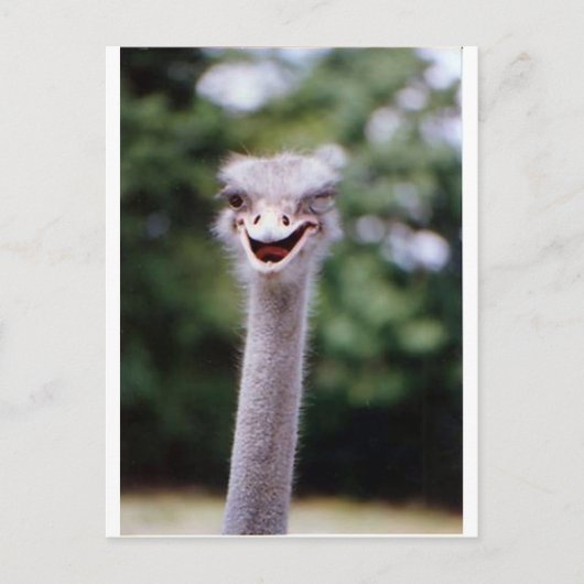 Carte Postale Ostrich Winking - Drôle (Devant)