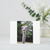 Carte Postale Ostrich Winking - Drôle (Debout devant)
