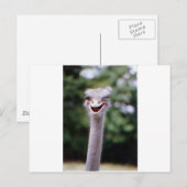 Carte Postale Ostrich Winking - Drôle (Devant / Derrière)