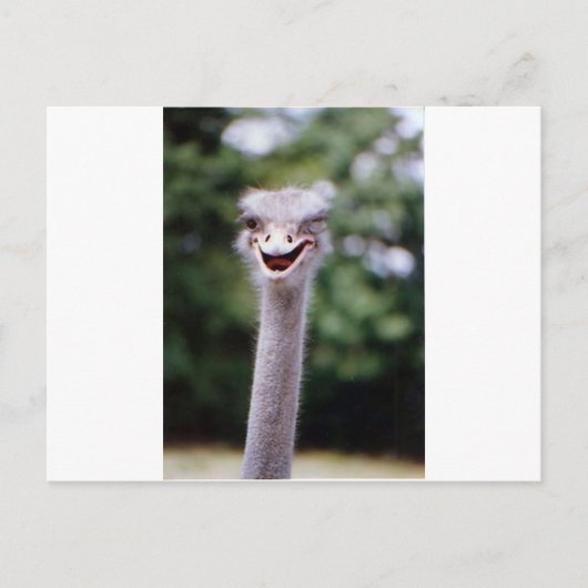 Carte Postale Ostrich Winking - Drôle (Devant)
