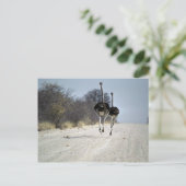 Carte Postale Ostriches (Debout devant)