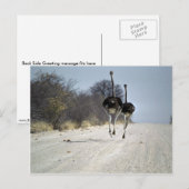 Carte Postale Ostriches (Devant / Derrière)