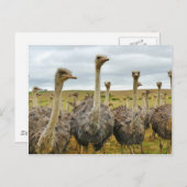 Carte Postale Ostriches (Devant / Derrière)