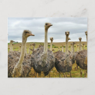 Carte Postale Ostriches